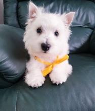Puppies for sale west highland white terrier - Ireland, Longford
