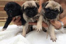 Puppies for sale pug - Romania, Craiova