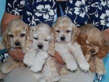 Puppies for sale american cocker spaniel - Spain, Santa Cruz de Tenerife