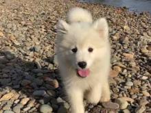 Puppies for sale samoyed dog (samoyed) - Netherlands, Groningen. Price 10 €