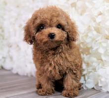 Puppies for sale poodle - France, Paris