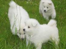 Puppies for sale samoyed dog (samoyed) - Finland, Helsinki. Price 11 €