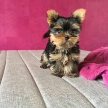 Puppies for sale yorkshire terrier - Cyprus, Ayia Napa