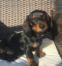 Puppies for sale dachshund - Ireland, Cork