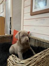 Продам щенка labrador - Portugal, Mirandela. Цена 10 евро