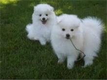 Puppies for sale eskimo dog - Cyprus, Ayia Napa