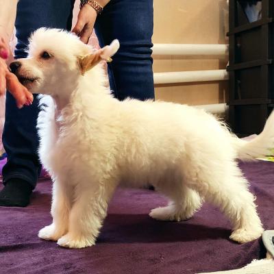 Продам щенка Китайская хохлатая собака - Украина, Славянск. Цена 600 евро