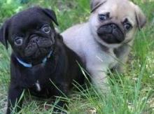 Puppies for sale pug - Cyprus, Ayia Napa