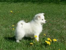 Puppies for sale eskimo dog - Cyprus, Larnaca