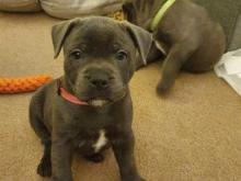 Puppies for sale staffordshire bull terrier - Greece, Thessaloniki