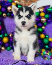 Puppies for sale haski, siberian husky - Russia, Moscow