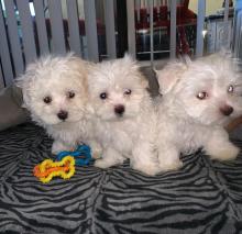 Puppies for sale maltese - Russia, Novgorod