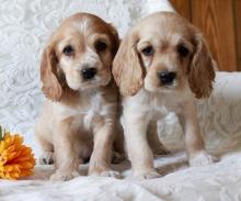 Puppies for sale cocker spaniel - Georgia, Kutaisi