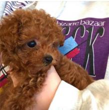 Puppies for sale poodle - United Kingdom, Birmingham