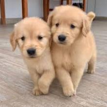 Puppies for sale golden retriever - Greece, Heraklion