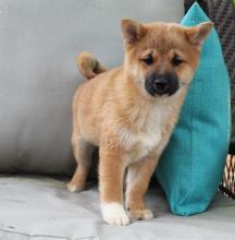 Puppies for sale other breed, shiba inu - Ireland, Dublin