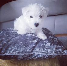 Puppies for sale west highland white terrier - Ireland, Dublin