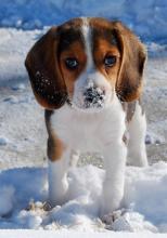 Puppies for sale beagle - Italy, Cortina d'ampetso