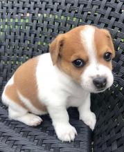 Puppies for sale jack russell terrier - Slovakia, Dunajska Streda