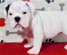 Puppies for sale english bulldog - Slovenia, Aleksandrovits