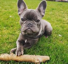 Puppies for sale french bulldog - Estonia, Tallinn