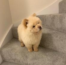 Puppies for sale chow chow - Ireland, Cork