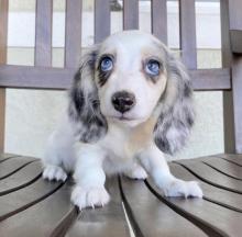 Продам щенка dachshund - France, Grenoble