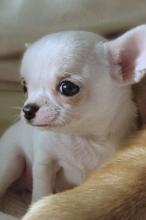 Puppies for sale chihuahua - France, Ren