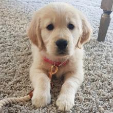 Puppies for sale golden retriever - Luxembourg, Luxembourg