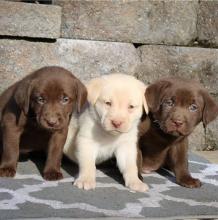 Puppies for sale labrador retriever - Denmark, Kopenagen