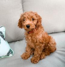 Puppies for sale other breed, cockapoo - Ireland, Belfast