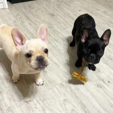 Puppies for sale french bulldog - Greece, Heraklion