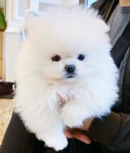 Puppies for sale pomeranian spitz - Ireland, Wexford