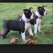 Puppies for sale boston terrier - Spain, Madrid