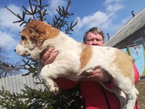 Продам щенка Среднеазиатская овчарка, крупная девочка САО алабай - Канада, Альберта. Цена 1000 долларов