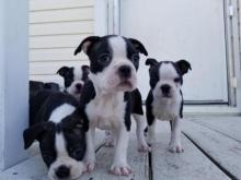 Puppies for sale boston terrier - Netherlands, Amsterdam