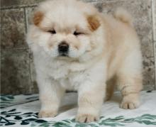 Puppies for sale chow chow - Czech Republic, Dobrzhish