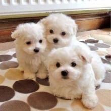 Puppies for sale maltese - Lithuania, Nida