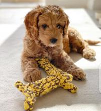 Puppies for sale other breed, cockapoo - Italy, Florence