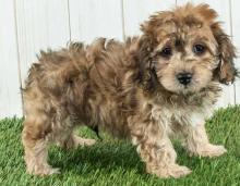 Puppies for sale , cockapoo - Kazakhstan, Karaganda
