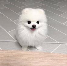 Puppies for sale pomeranian spitz - USA, Florida, Jacksonville