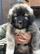 Puppies for sale caucasian shepherd dog - Romania, Alexandria