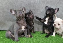 Puppies for sale french bulldog - Netherlands, The Hague