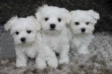 Puppies for sale maltese - Denmark, Kopenagen