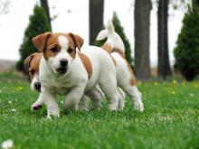 Продам щенка jack russell terrier - Greece, Athens