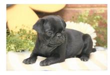 Puppies for sale pug - Italy, Milan