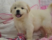 Puppies for sale golden retriever - Ireland, Mayo