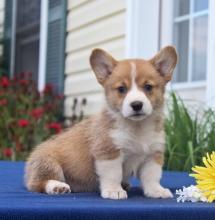 Puppies for sale other breed, pembroke welsh corgi puppies - Greece, Athens
