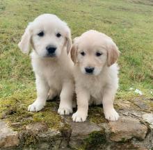 Puppies for sale golden retriever - Lithuania, Kaunas