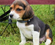 Puppies for sale beagle - Netherlands, Rotterdam